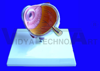 Eye Model